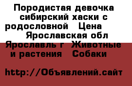 Породистая девочка сибирский хаски с родословной › Цена ­ 7 000 - Ярославская обл., Ярославль г. Животные и растения » Собаки   